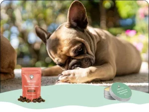 natural remedies for dog allergies